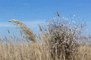 Fototapeta premium reeds against a blue sky and a flowering tree