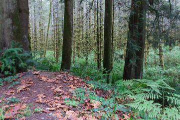 Forest in the Explorer Falls area