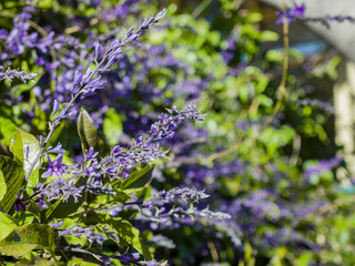 Close up shot of purple Petrea racemosa blossom