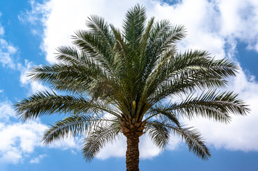 Fototapeta na wymiar one palm tree on a background of blue sky with white clouds