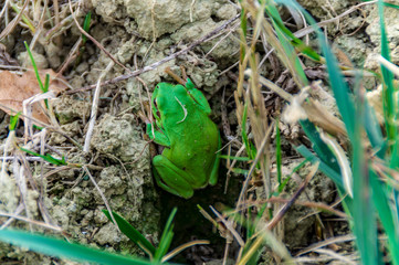 Piccola rana verde