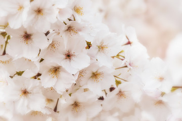 Pale pink cherry blossom background