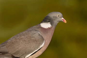 Ringeltaube