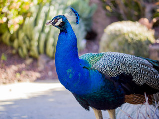 Naklejka premium Peacock standing in the forest