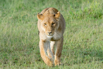 Portrait Lion in Tanzania