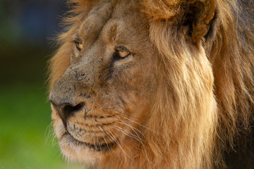 Fototapeta na wymiar male lion portrait