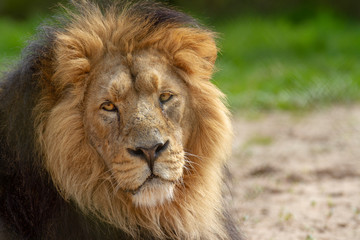 Fototapeta na wymiar portrait of a lion side profile