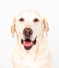 labrador dog in a studio with white background