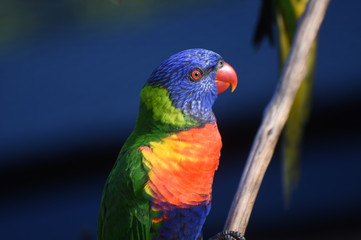 coconut lorikeet
