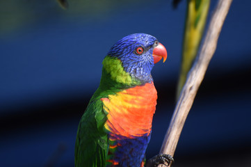 coconut lorikeet