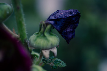 stockrose verbl&uuml;ht