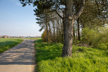 Feldweg mit altem Baumbestand rechts