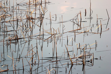 Dry reeds in a pond