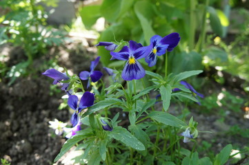 Beautiful bright flowers close up and green leaves with grass.