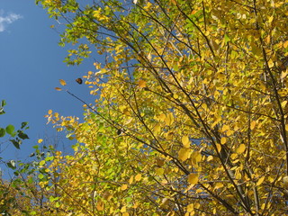 Yellow leaves on a tree against the blue sky.