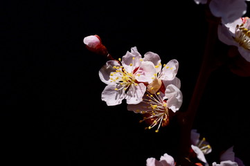 Plum Blossoms Spring