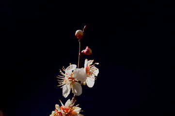 Fototapeta na wymiar Plum Blossoms Spring