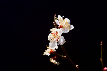 Plum Blossoms Spring