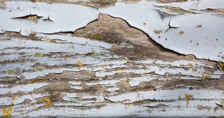 Verwitterte alte Holzbank-Bretter, hellblau