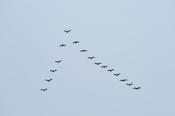 Crane flight