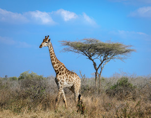 Naklejka na ściany i meble Tall long necked wild animal Giraffe in the African savanna