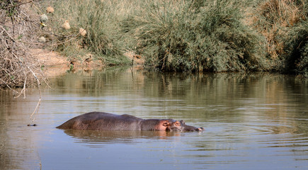 Obraz premium Hippopotamus wallowing in water. Kruger park South Africa
