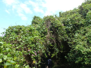 Tsitsikamma Nationalpark