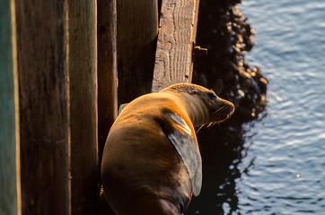 Fototapeta premium Sea Lion on wharf in Santa Cruz at sunset
