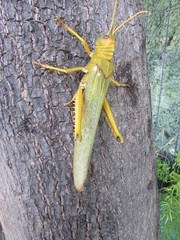 Colorful grasshopper isolated in tree