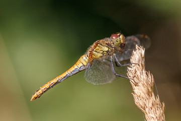 Blutrote Heidelibelle
