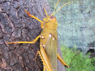 Colorful grasshopper isolated in tree