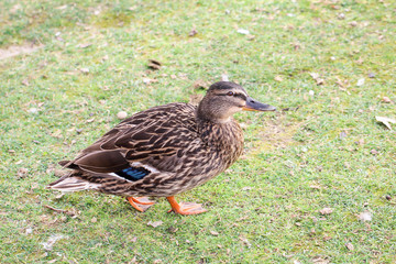 Enten auf dem Rasen