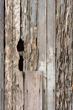full frame image of a damage wooden house wall because of a termites problem. concept of nature, pests and wood background