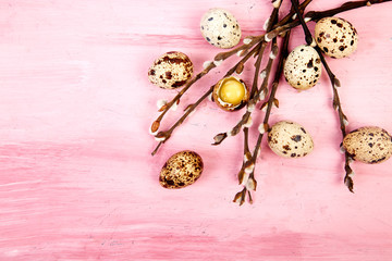 Quail eggs on pink background with willow branch.