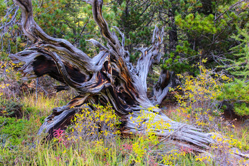 Colorful tree root