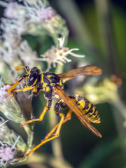 Wasp, Yellow jacket