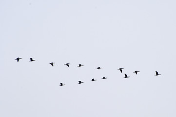 Crane flight