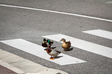 Enten überqueren den Fußgänger Überweg