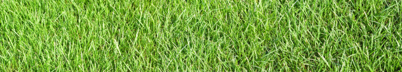 Fototapeta na wymiar image of grass in the garden