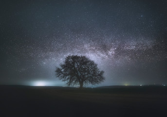 Silhouette of a tree and Milky Way. A tree in the field with stars