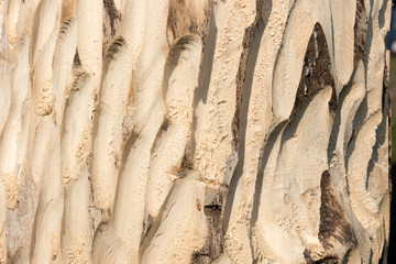 Fototapeta premium Bright wood background. Tree trunk without bark