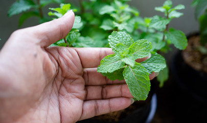 Naklejka na ściany i meble Hand holding Mint leaves Planted in pots along the fence
