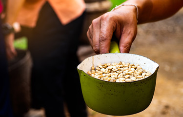 Hand holding  green bowl Inside, filled with raw coffee beans.