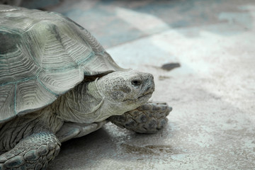 Portrait einer Schildkröte
