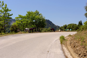 Fototapeta premium Horses graze by the road in the mountains