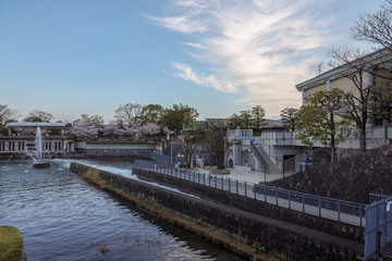 Fototapeta na wymiar 京都ぶらり、神宮道あたりの疎水の桜
