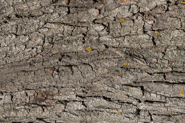 Closeup view of real wood texture. Horizontal photography of old bark of tree trunk outdoors. 