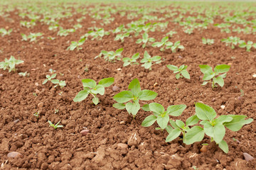Sunflower Plantation