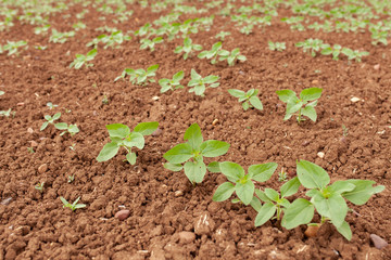 Sunflower Plantation