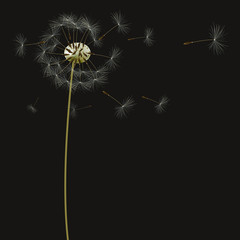 background with dandelions, vector, illustration